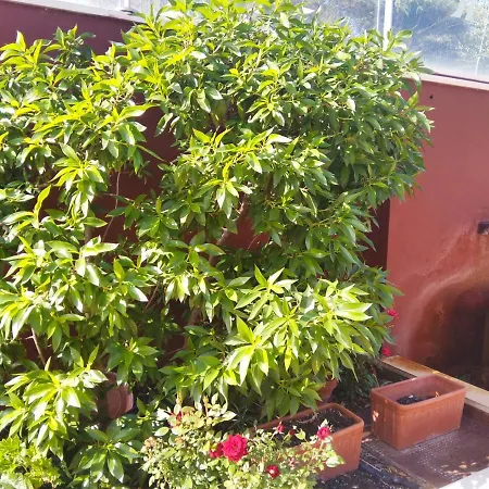 Turisticos La Castilleja Apartament *