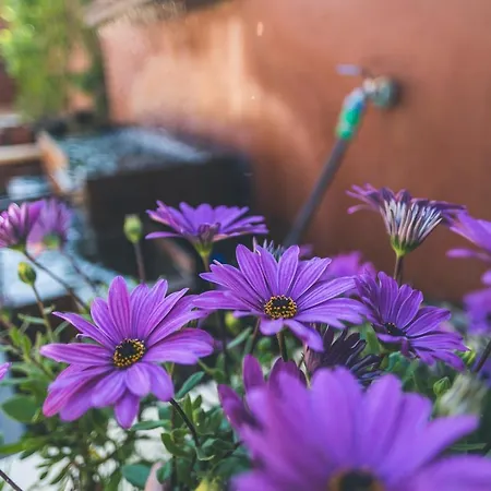 Turisticos La Castilleja Апартаменты