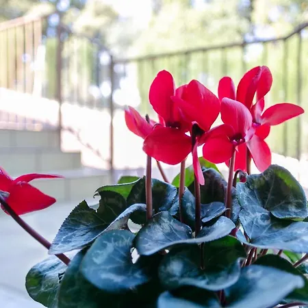 拉卡斯蒂勒亚图里斯蒂克斯公寓酒店 * 科爾多瓦