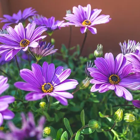 拉卡斯蒂勒亚图里斯蒂克斯公寓酒店